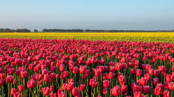 Ein Buntes Beet Holländischer Tulpen Landschaft Mit Tulpen Noordoostpolder Niederlande — Stockfoto