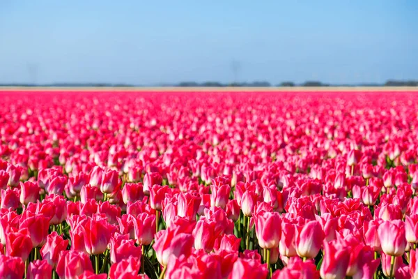 Ein Buntes Beet Holländischer Tulpen Landschaft Mit Tulpen Noordoostpolder Niederlande — Stockfoto