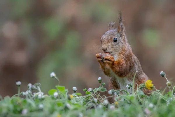 Gyönyörű Vörös Mókus Sciurus Vulgaris Noord Brabant Erdejében Hollandiában — Stock Fotó