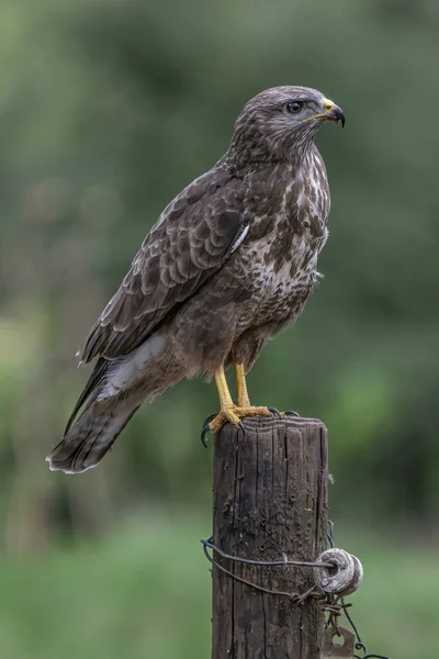 Прекрасний Буззард Buteo Buteo Норд Брабант Нідерландах — стокове фото