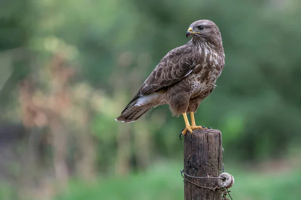 Une Belle Buse Commune Buteo Buteo Noord Brabant Aux Pays — Photo