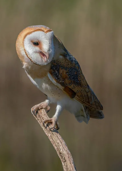 Beautiful Barn Owl Tyto Alba Netherlands — стокове фото