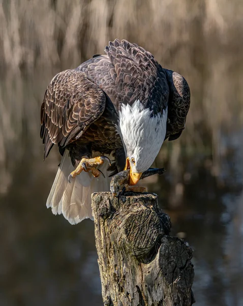 Hermoso Majestuoso Águila Calva Águila Americana Haliaeetus Leucocephalus Una Rama —  Fotos de Stock
