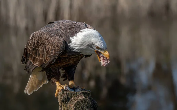 Beautiful and majestic bald eagle / American eagle (Haliaeetus leucocephalus) on a branch eating a fish. American National Symbol Bald Eagle