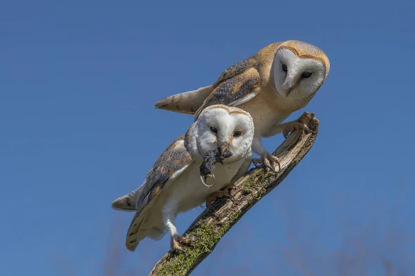 Two Beautiful Barn Owls Tyto Alba Branch One Barn Owl — Φωτογραφία Αρχείου