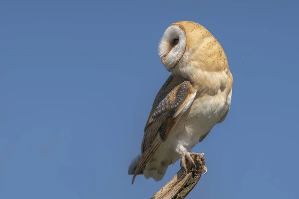 Belle Chouette Des Clochers Tyto Alba Pays Bas — Photo