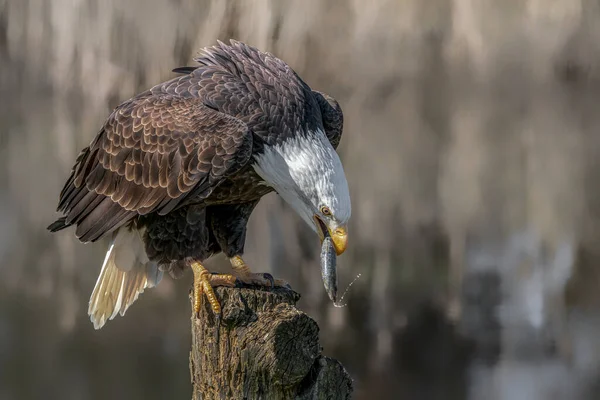 Beautiful Majestic Bald Eagle American Eagle Haliaeetus Leucocephalus Branch Eating — Stock Photo, Image