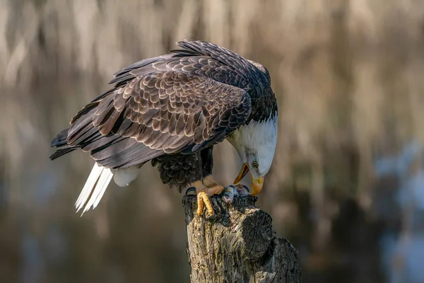 Beautiful and majestic bald eagle / American eagle (Haliaeetus leucocephalus) on a branch eating a fish. American National Symbol Bald Eagle