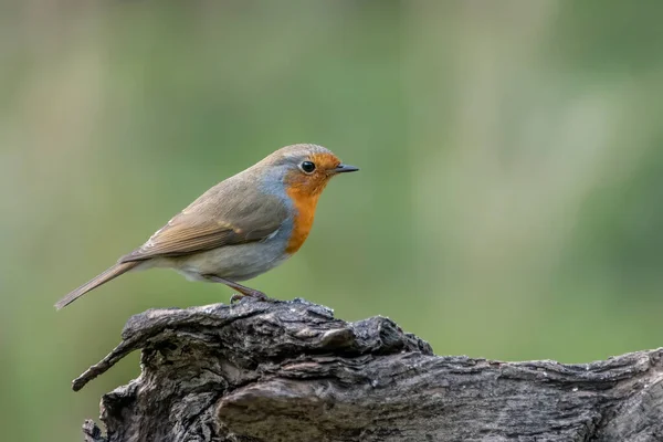 Hermoso Robin Europeo Erithacus Rubecula Bosque Noord Brabant Los Países — Foto de Stock