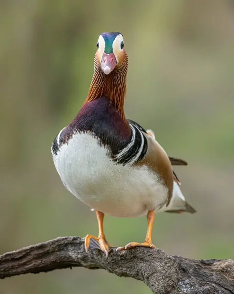 Όμορφο Αρσενικό Mandarin Duck Aix Galericulata — Φωτογραφία Αρχείου