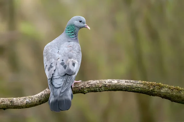 Eurasian Collared-Dove (Streptopelia decaocto) on a branch. Gelderland in the Netherlands. Bokeh background.