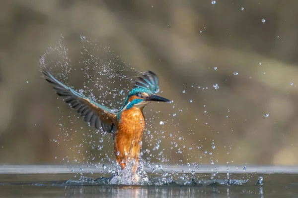 Gemeenschappelijke Europese Ijsvogel Alcedo Ijsvogel Vliegt Komen Uit Het Water — Stockfoto