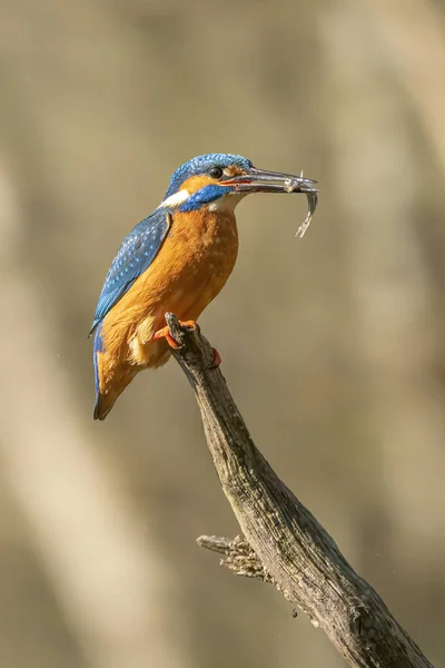 Rybář Obecný Alcedo Atthis Lesích Overijssel Nizozemsku — Stock fotografie