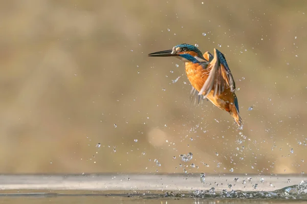 Gemeenschappelijke Europese Ijsvogel Alcedo Ijsvogel Vliegt Komen Uit Het Water — Stockfoto