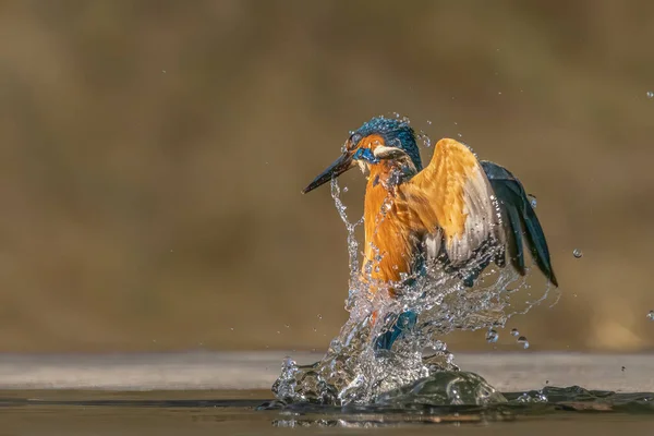 Közös Európai Királyhalász Alcedo Atthis Kingfisher Repül Miután Felbukkant Vízből — Stock Fotó