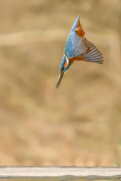 Duiken Gemeenschappelijke Europese Ijsvogel Alcedo — Stockfoto