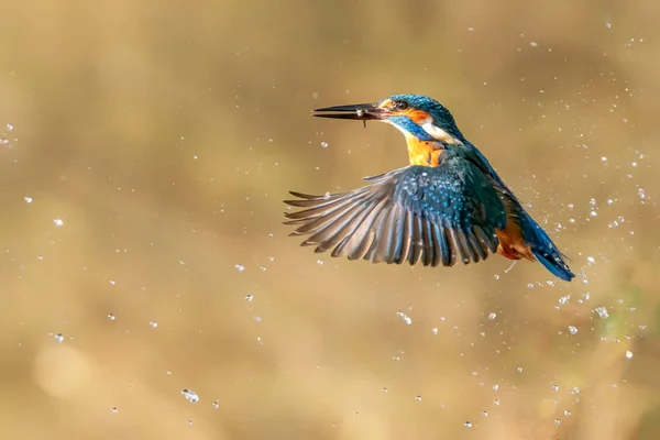 Gemeenschappelijke Europese Ijsvogel Alcedo Ijsvogel Vliegt Komen Uit Het Water — Stockfoto