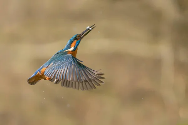 Kingfisher Commun Alcedo Atthis Dans Forêt Overijssel Aux Pays Bas — Photo