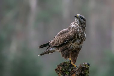 Hollanda 'da Güzel Bir Ortak Şahin (Buteo buteo) Brabant Yok.