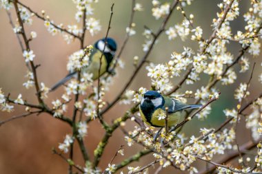 Great Tits (Parus major) on a branch in the forest of Noord Brabant in the Netherlands. Green background.                                                                                                                               