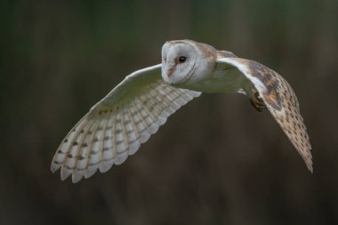 Güzel Ahır Baykuşu (Tyto alba) Hollanda
