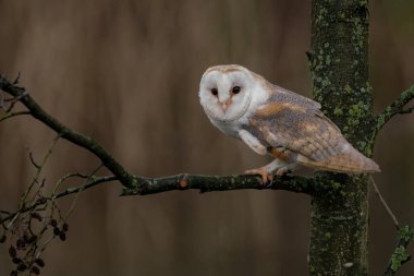 Güzel ahır baykuşu. Hollanda 'da.