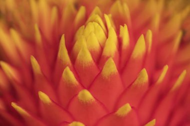 Lovely tropical red and yellow Bromelia flower in bloom Guzmania `Tala`). The vibrant red and yellow flower head of a tropical Bromelia Guzmania plant. Beautiful tropical flower close-up.