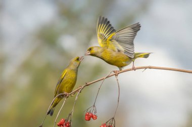 İki Avrupa Yeşil Saka kuşu (Chloris Chloris Chloris) arasındaki savaş. Kızgın kuşlar..