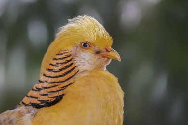 Extremely Beautiful Yellow Golden Pheasants (Chrysolophus pictus) close-up. The Yellow Golden, also known as the Ghigi's Golden, is a popular color mutation of the Golden Pheasant occurring 