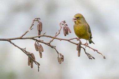 Bir dalda Avrupalı Erkek Yeşil İspinoz (Chloris Chloris).