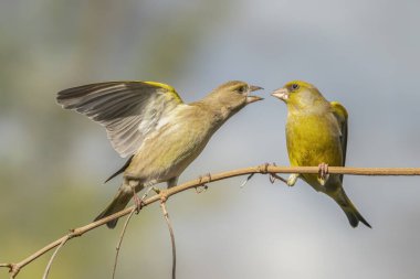 İki Avrupa Yeşil Saka kuşu (Chloris Chloris Chloris) arasındaki savaş. Kızgın kuşlar..