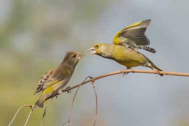 İki Avrupa Yeşil Saka kuşu (Chloris Chloris Chloris) arasındaki savaş. Kızgın kuşlar..