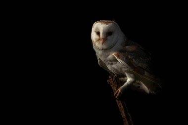 Ağaçta oturan şirin ve güzel ahır baykuşu (Tyto alba). Koyu yeşil ve kahverengi sonbahar arkaplanı. Hollanda 'da Brabant diye biri yok. Sonbahar ormanı.