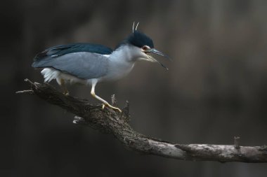 Güzel çığlık atan Gece Balıkçıl (Nycticorax nycticorax) bir dalın üzerinde. Karanlık arka plan. Kızgın kuş. Noord Brabant Hollanda 'da.