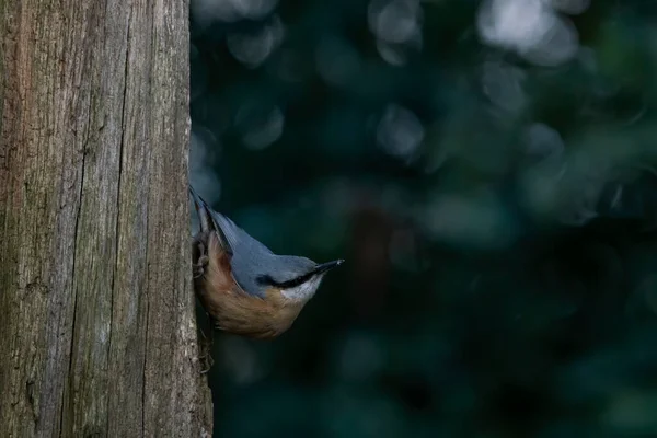 Sitta Europaea Sitta Europaea Sur Une Branche Dans Une Forêt — Photo