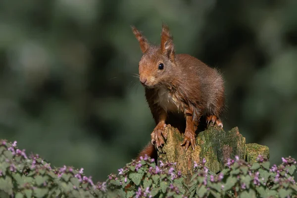 Esquilo Vermelho Bonito Sciurus Vulgaris Floresta Noord Brabant Nos Países — Fotografia de Stock