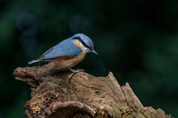 Eurasian Nuthatch Sitta Europaea Branch Forest Noord Brabant Netherlands — Stock Photo, Image