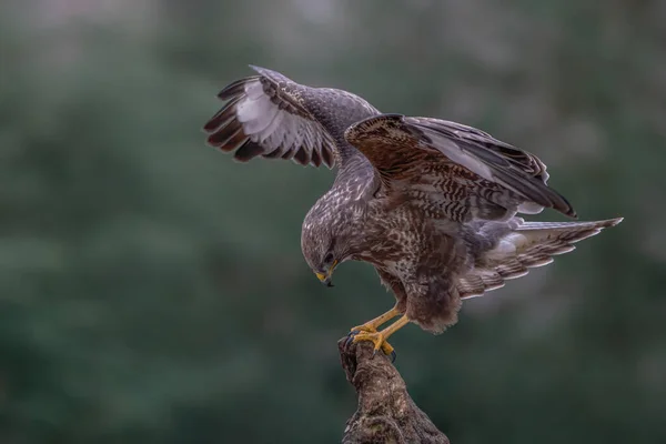 Lindo Buzzard Comum Buteo Buteo Noord Brabant Nos Países Baixos — Fotografia de Stock