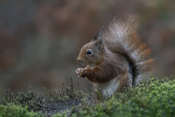 Esquilo Vermelho Bonito Sciurus Vulgaris Floresta Noord Brabant Nos Países — Fotografia de Stock