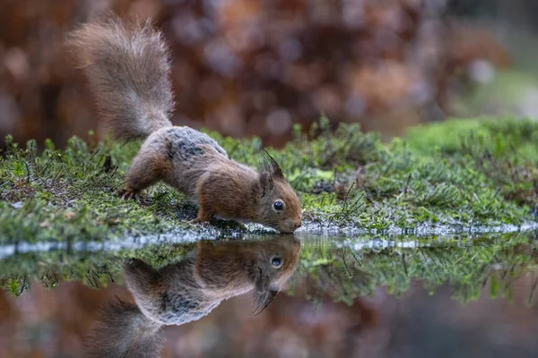 Krásná Červená Veverka Sciurus Vulgaris Lese Noord Brabant Nizozemsku — Stock fotografie