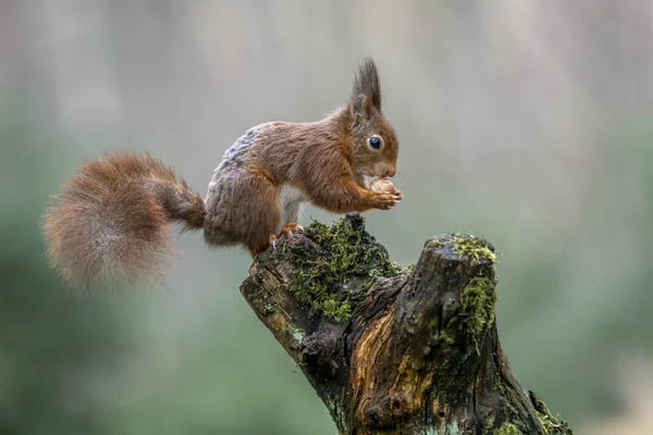 Prachtige Jonge Baby Rode Eekhoorn Sciurus Vulgaris Het Bos Van — Stockfoto