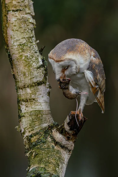 Belle Chouette Des Clochers Tyto Alba Pays Bas — Photo