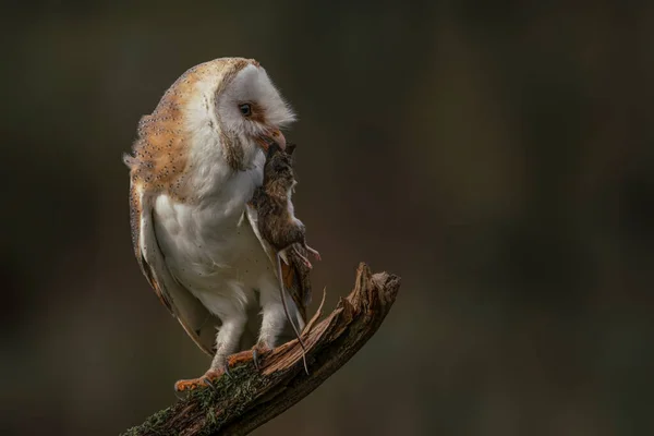 Güzel Ahır Baykuşu Tyto Alba Hollanda — Stok fotoğraf