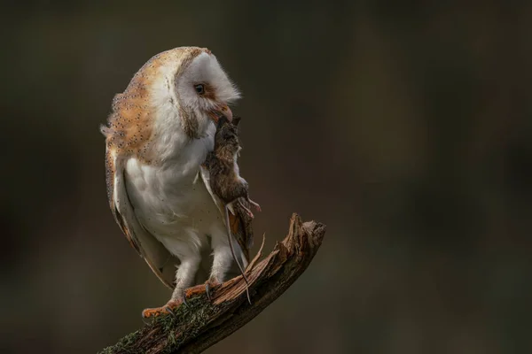 Beautiful Barn Owl Tyto Alba Netherlands — стокове фото