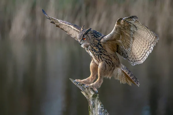 美しいユーラシア イーグル フクロウの肖像画 久保房 オランダのゲルダーラント州 — ストック写真