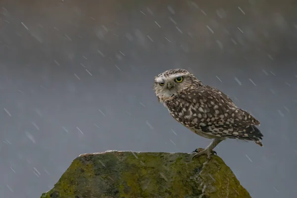 Coruja Mato Athene Cunicularia Brabante Norte Países Baixos — Fotografia de Stock