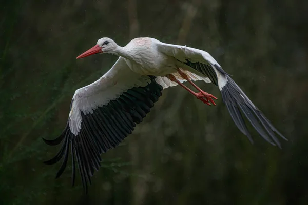 White Stork Ciconia Ciconia Flying Widely Spread Wings Rain Forest — Stock Photo, Image