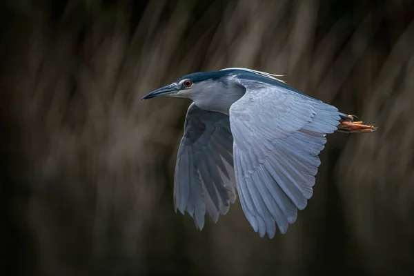 Beau Héron Nuit Couronne Noire Nycticorax Nycticorax Volant Bas Dessus — Photo