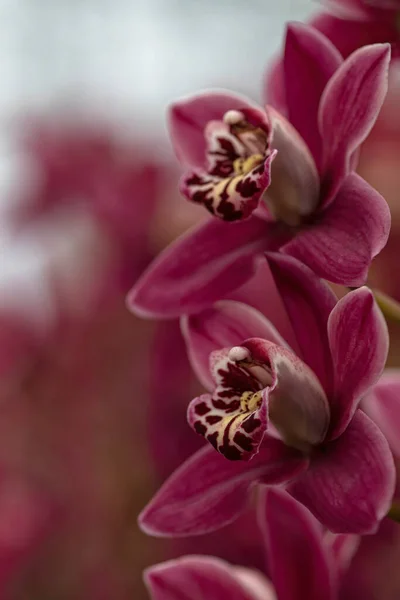 Phalaenopsis Orchid Flower Tree Soft Color Blur — Stock Photo, Image