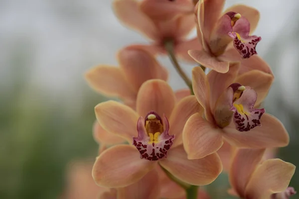 Phalaenopsis Orchidée Arbre Fleurs Dans Couleur Douce Flou — Photo